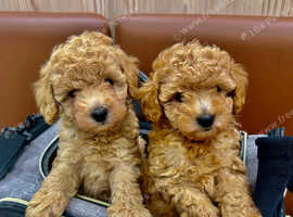 Toy poodle male puppies