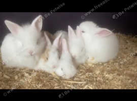 Friendly baby bunnies