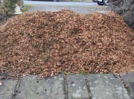 Wood chippings