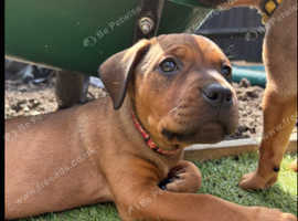 Bullmastiff x Rottweiler puppies