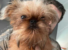 brussel griffon short hair for sale