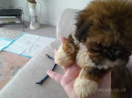 Shih Tzus Puppies and Dogs for sale in Belfast - Freeads