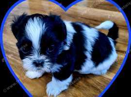 Shih Tzu puppies for sale 4 boys