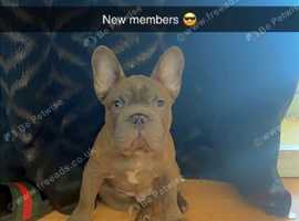 French bull dog pup for sale