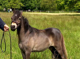 Partbred American yearling colt