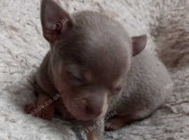 VERY TINY KC BLUE & TAN GIRL