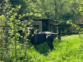 Blue cane corso bitch 13 months