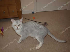 Beautiful Blue Silver Shaded Male Burmilla Cat
