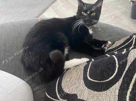 Lilah beautiful 7 month old kitten