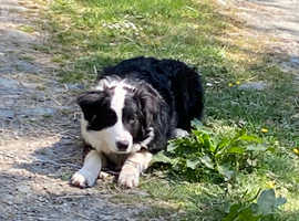 Aust - Shepherd xBorder Collie.