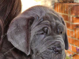 For Sale Neapolitan Mastiff PUPPIES KC REGISTERED