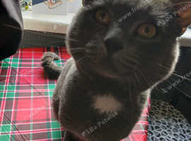 Missing my grey 3 legged cat