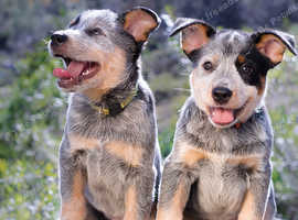 LOOKING FOR AUSTRALIAN CATTLE DOG OR CROSS