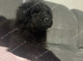 Beautiful bernedoodles puppies