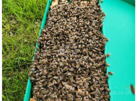 Spring honey bee nuc 2024