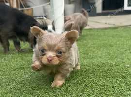 Lilac long haired chihuahua puppies