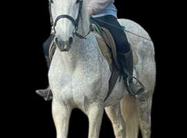 Registered Connemara mare 14'2