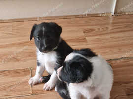 Border Collie Puppies For Sale in Southport on Freeads Classifieds ...