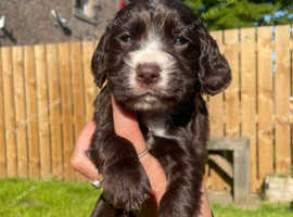 KC Registered Cocker Spaniel Puppies