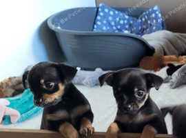 Russian Toy Terrier for sale