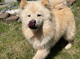 Chow puppies