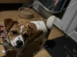 Puppy for sale