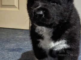 1 Month Old Husky X Akita
