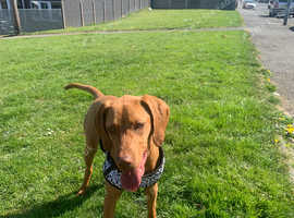 Hungarian vizslas Princess
