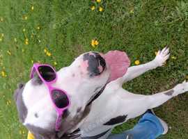for sale kc reg 2 and a half year old great dane bitch harley -quin coulour house trained