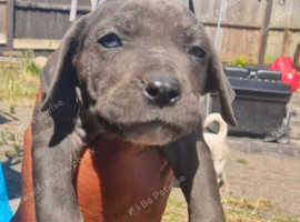 READY NOW 10 gorgeous Neapolitan x puppies