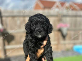 Gorgeous Cavapoo Puppies! *