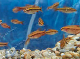 Cherry barbs
