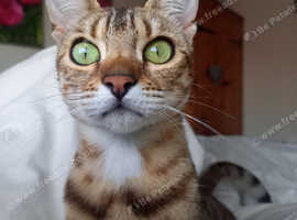 Lovely Bengal X girl looking for a single pet home