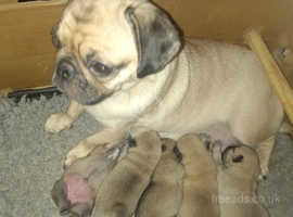 Pug and best sale lab mix puppies