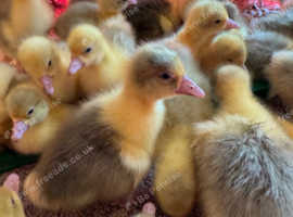 GOSLINGS FOR SALE.