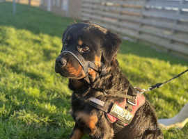 Beautiful 1 year old Rottweiler looking for a forever home.