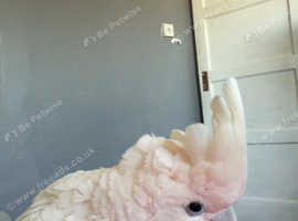 Tame and talking cockatoo for sale/swops