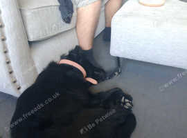 Black German shepherd looking for a now home