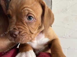 12weeks old Dogue de Bordeaux pups  for sale