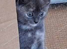 Beautiful Grey kitten