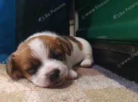 Beautiful female Norfolk Terrier X Sporting Lucas