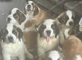 KC registered Saint Bernard puppies for sale