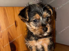 murphy