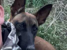 Male Belgian shepherd