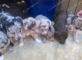 Jackapoo merle puppies