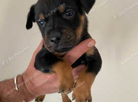 2 Rottweiler cross Staff puppies