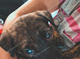 Huntaway x Presa canarios puppies