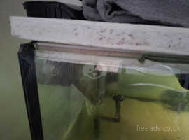 5 foot fish tank amd axolotls