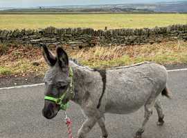 Mr Robert jack donkey stud (not for sale)