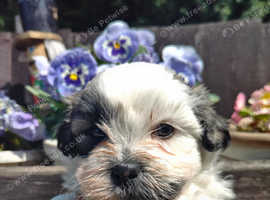 1 gorgeous boy left - shih tzu x bichon pups